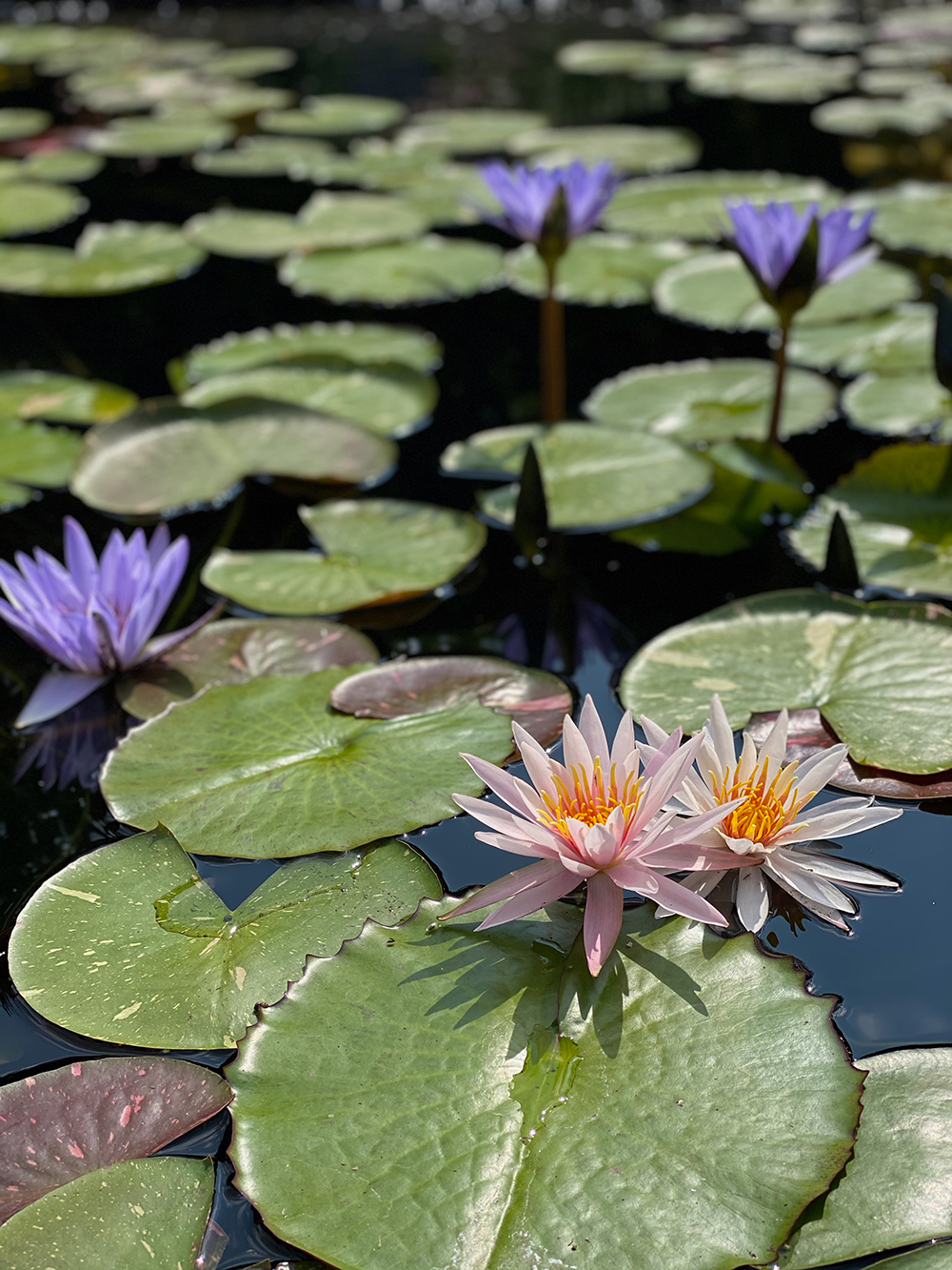 Chicago Botanic Garden